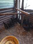 Puicuțe australorp