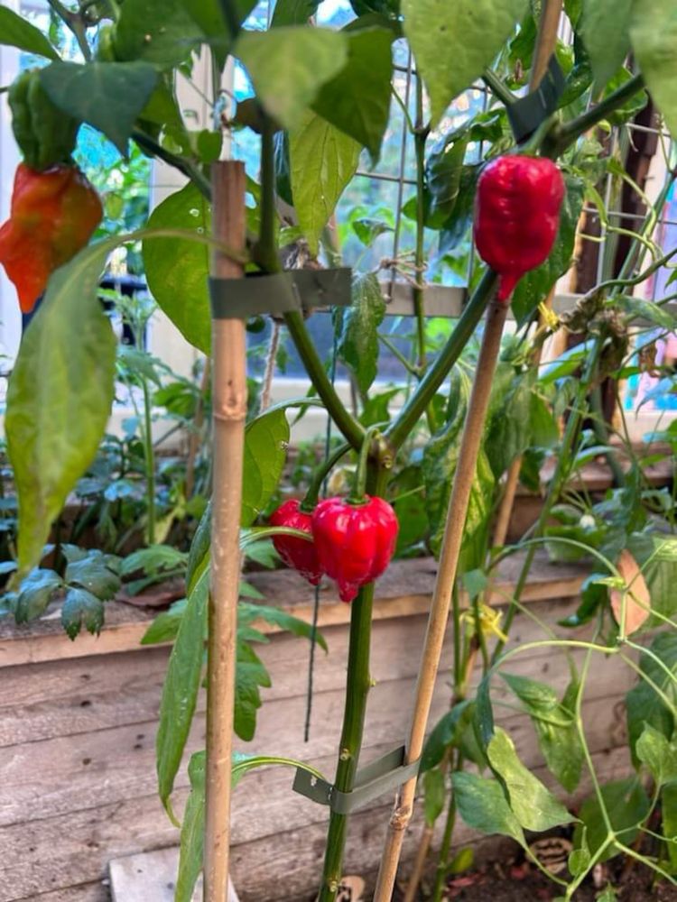 Ardei iuti Carolina Reaper, Habanero, Aji