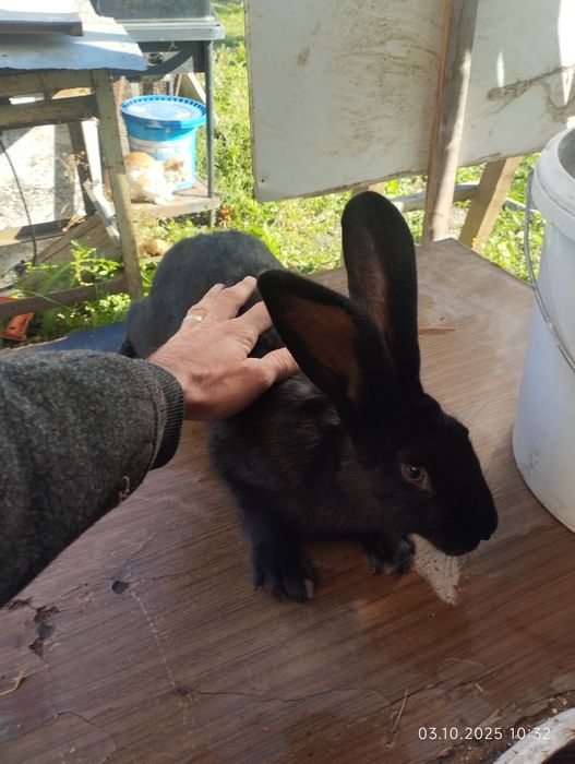 Vând iepuri uriaș german și fluture german