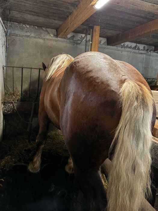 Armasar Comtois disponibil ptr reproducție