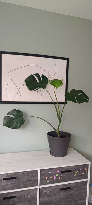 Филодендрон Monstera Deliciosa