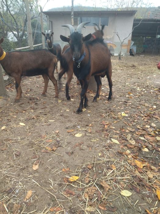 Vând țap alpin francez original