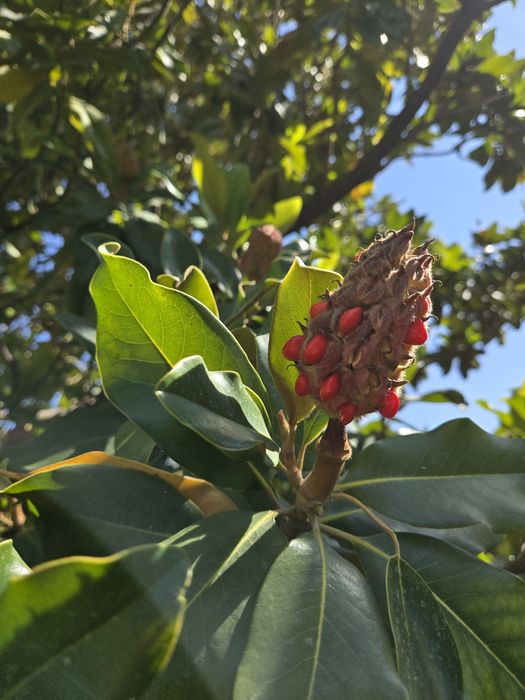 Семена Магнолия грандифлора magnolia grandiflora