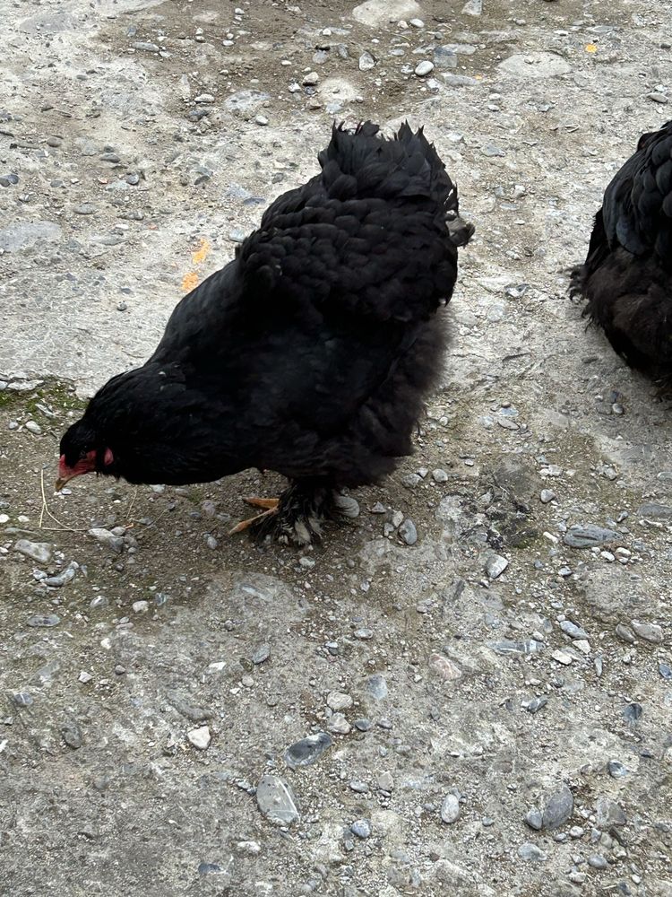 Vând 2 găini Brahma negru(2023)