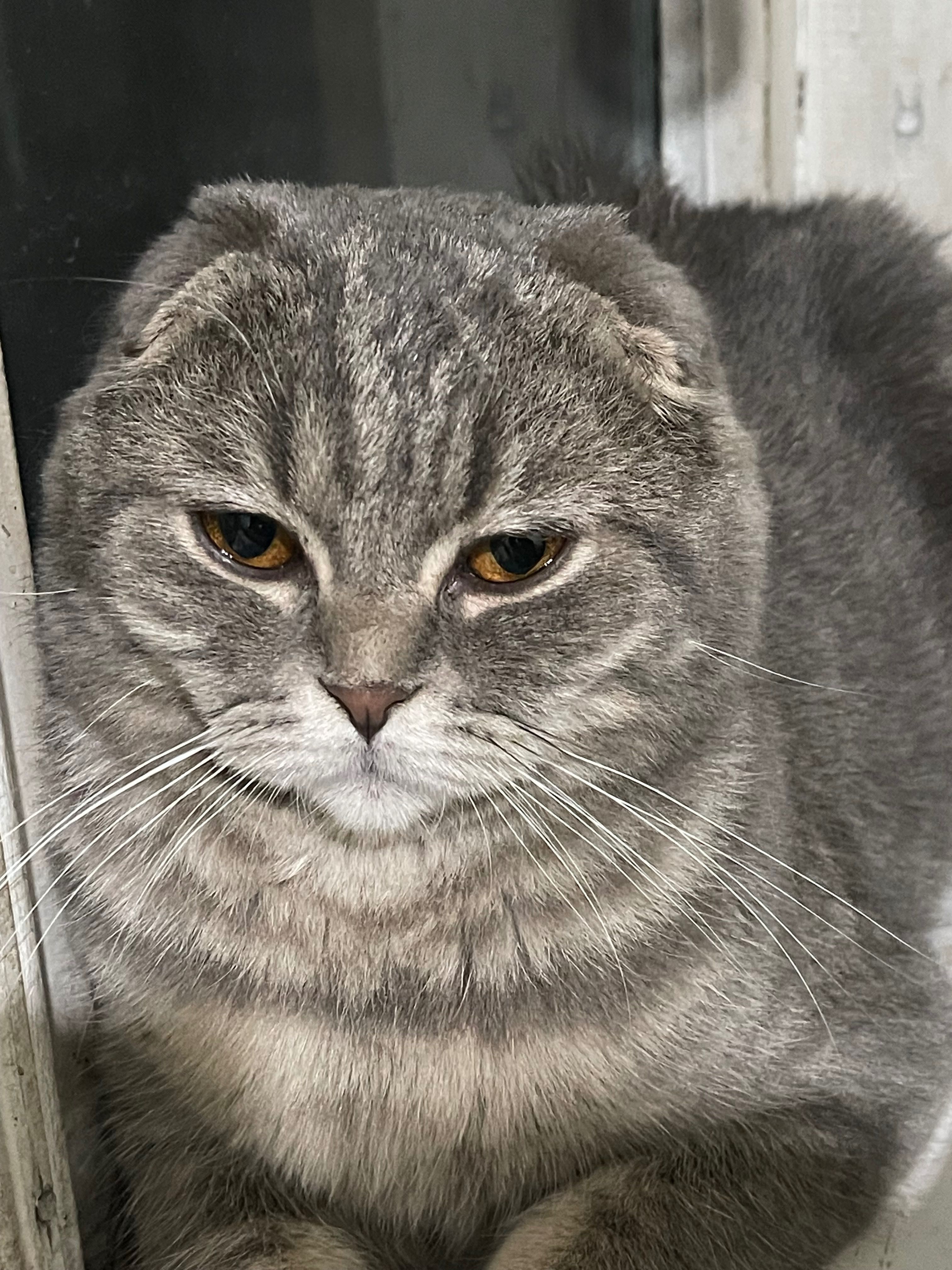 Кот, вислоухий, 8 месяцев