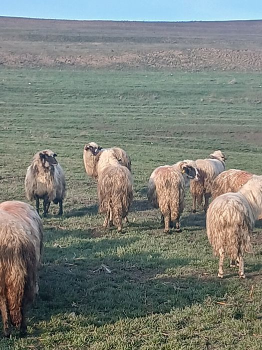18 oi de vanzare si tinere din care 5 mai vechi