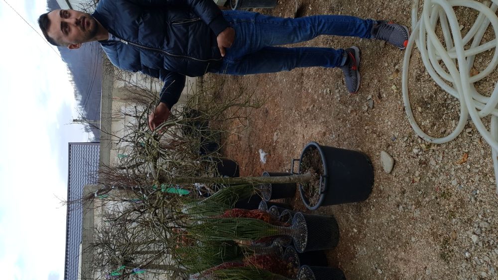 Vindem arțar japonez de mai multe dimensiuni