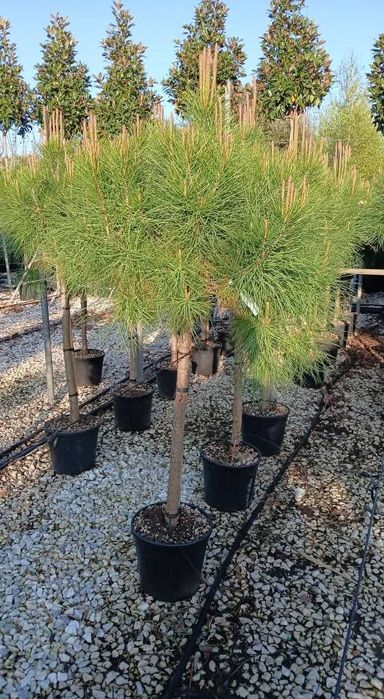 Pon pon palmieri prunus laur fotinia