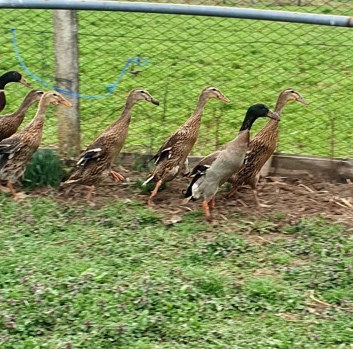 Vând rațe indiene alergătoare