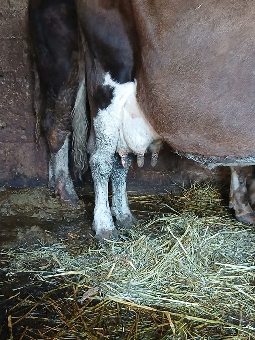 Vând schimb cu vaci sau viței de taiere vaca cu lapte gestanta