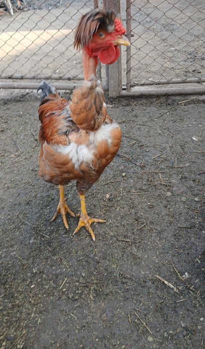 Gaini golasi motațe