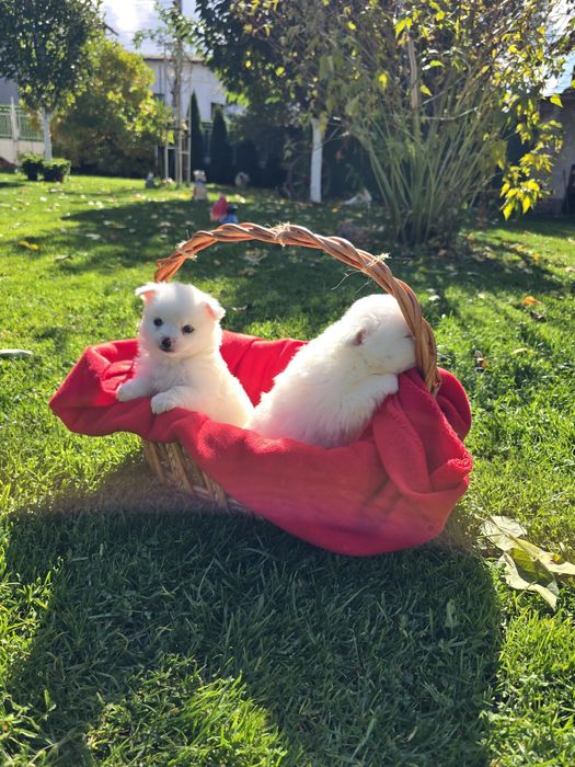 Померан Померанче