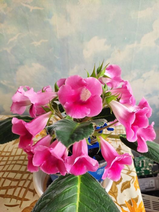 Комнатные цветы. Глоксинии тидея.