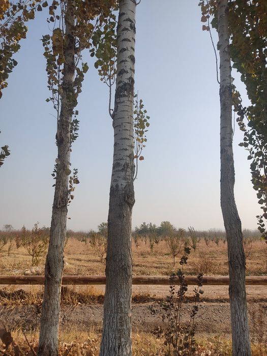 Терак сотилади 13 йиллик