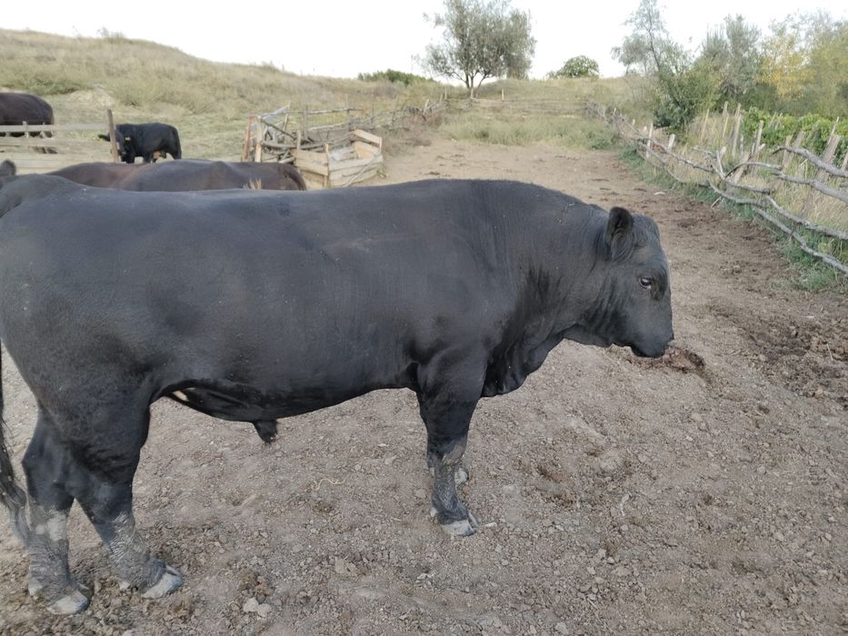 Vand taur rasa de carne