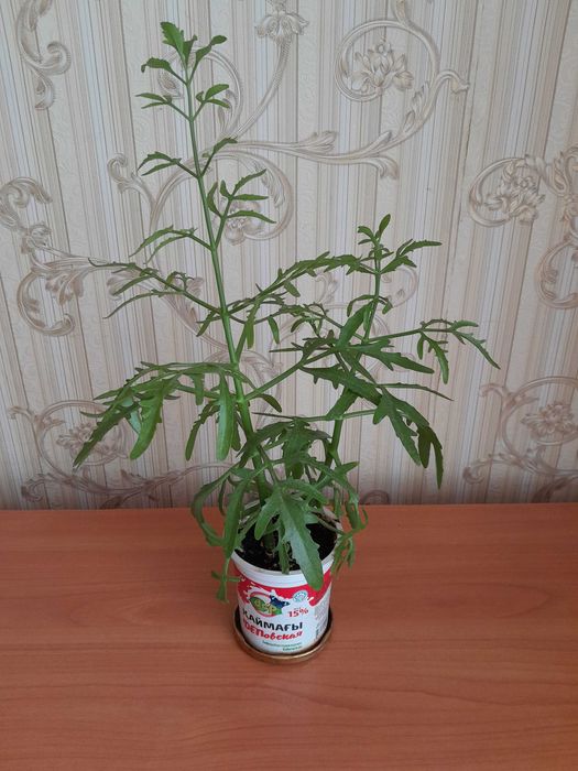 Комнатный цветок платицериум продам