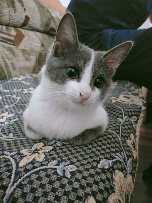 Отдам в хорошие руки