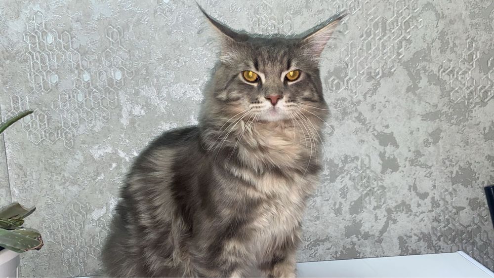 Котенок Мейн кун