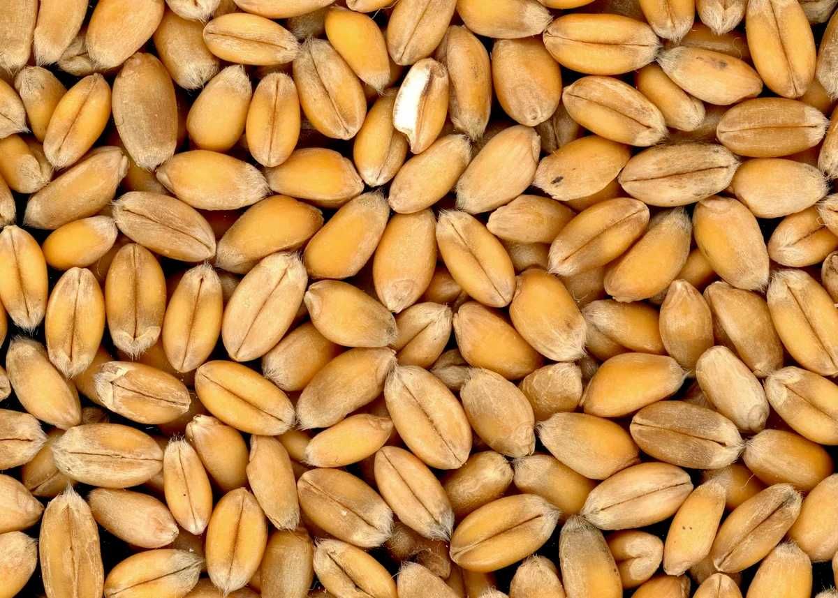 Семена пшеницы мягкой