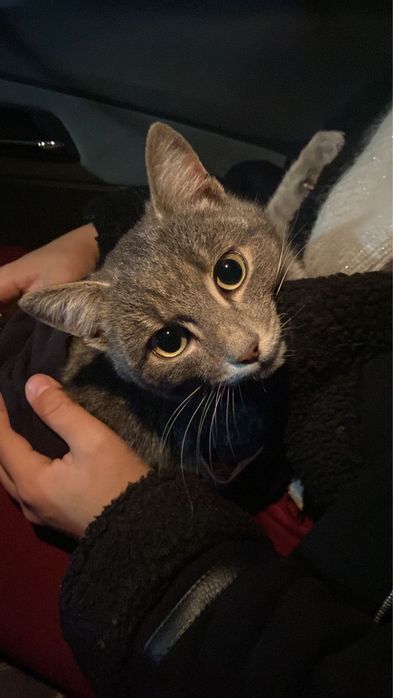 Отдам даром кота! Чистенький домашний !)