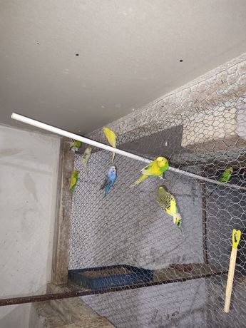 Papagali Peruși Maturi Pui
