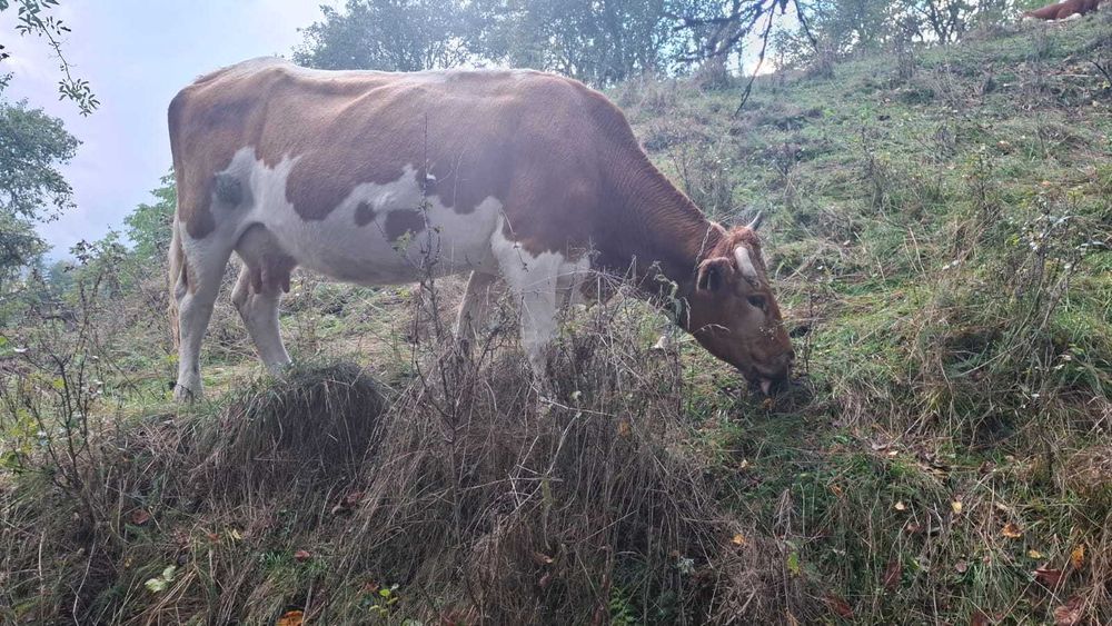 Vand vaca de lapte fara vitel