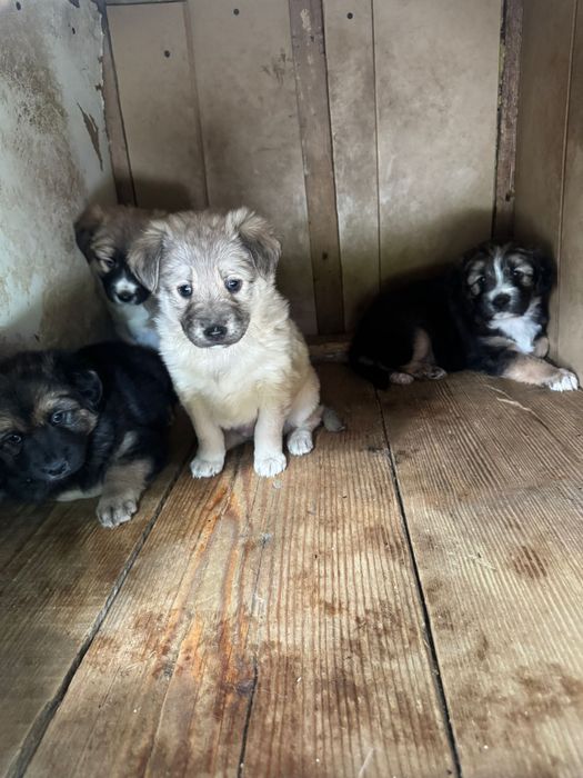 Donez cățeluși talie mica in zona Miroslava