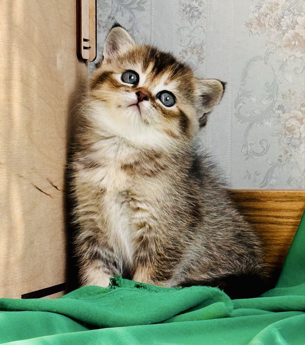 Британка.Девочка