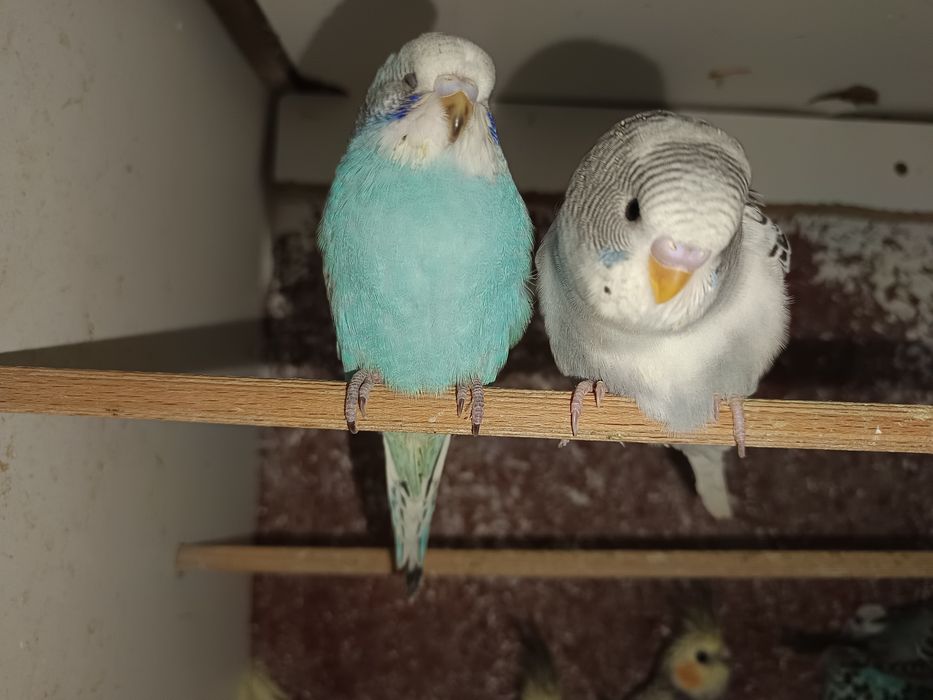 Vand perusi si nimfe