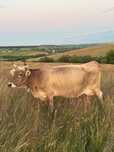 Vaca de lapte cu vițică