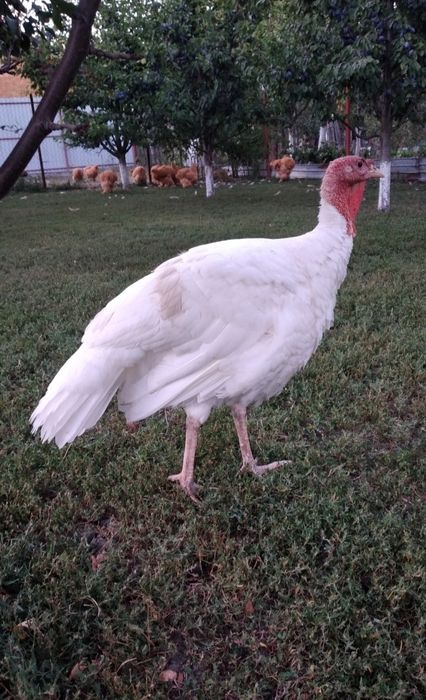 Curcani de vanzare