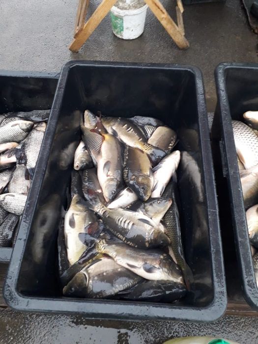 Vând peste crap și novac