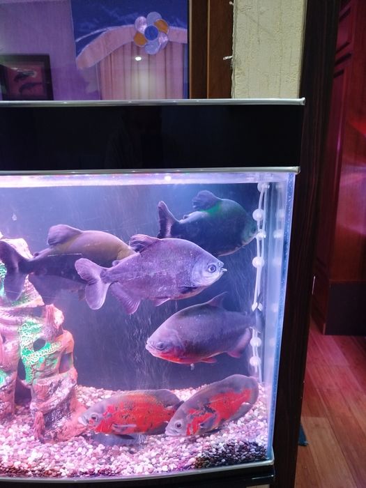 Продается хищник рыба