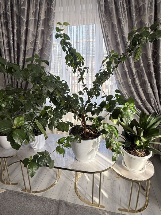 Цветы домашние.