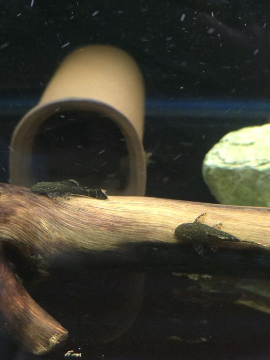 Анциструс сомики