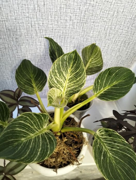 Комнатные растения