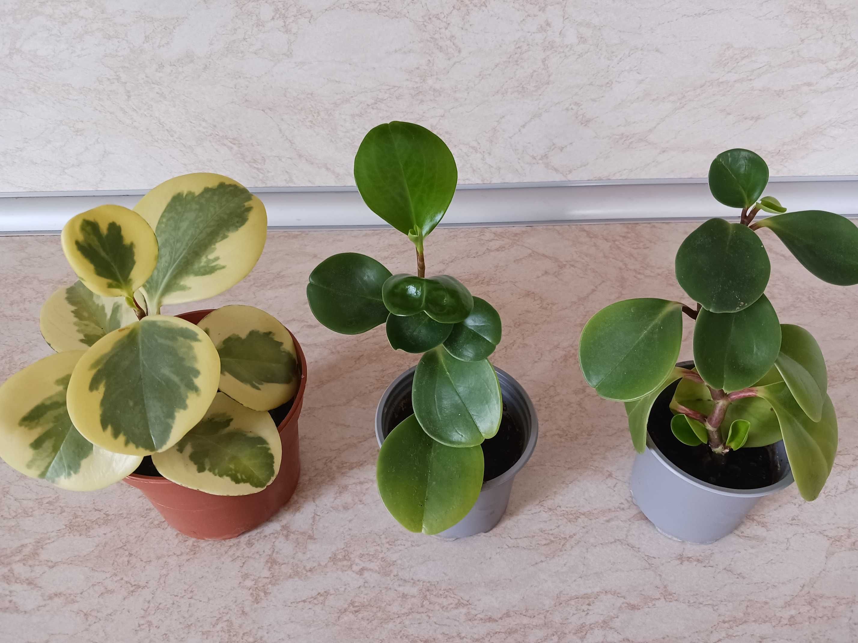 Пеперомия Peperomia obtusifolia - пъстра и зелена