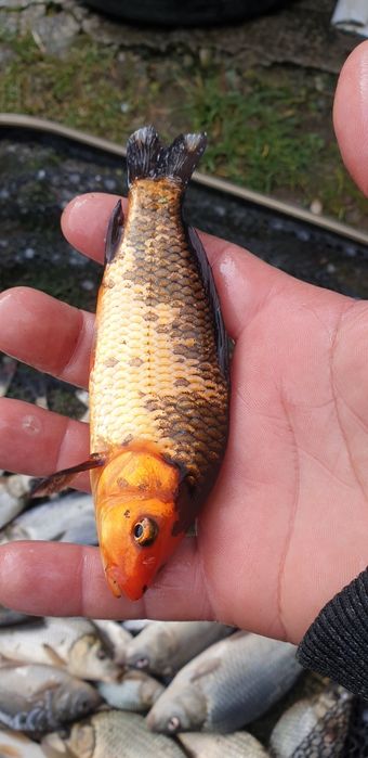 Crap pentru populat .