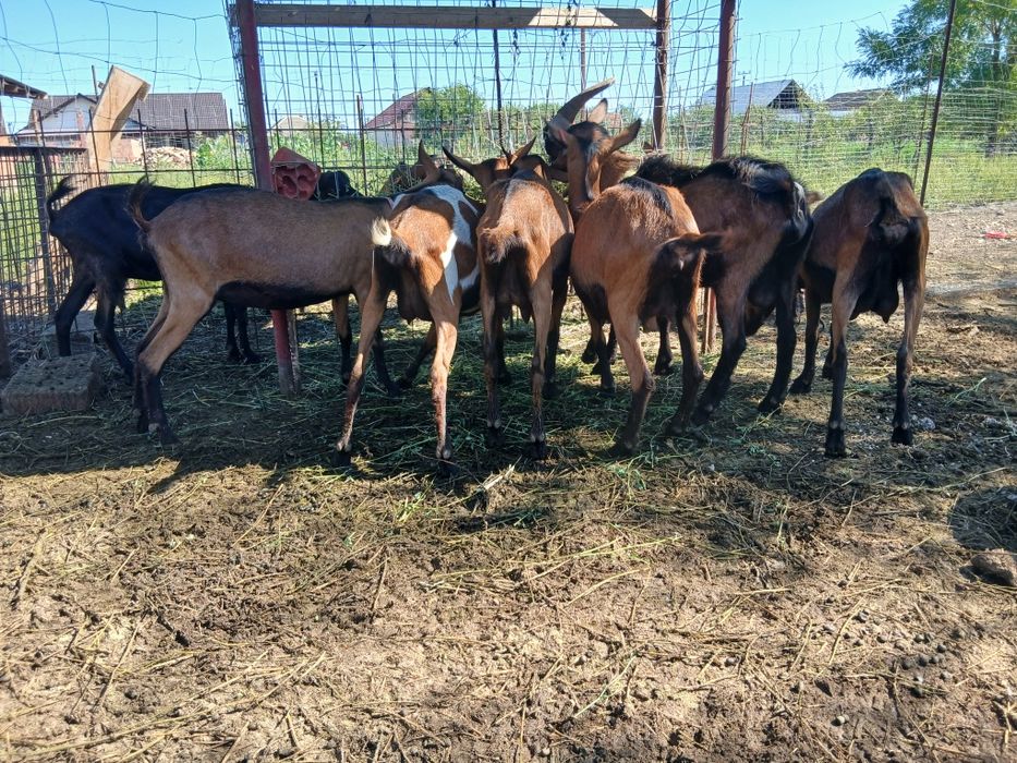 Capre Alpine Franceze & metis