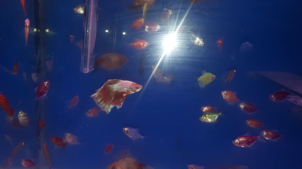 аквариум баликлари