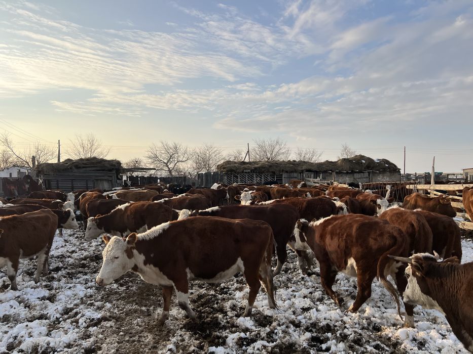 Продам телок подсосников