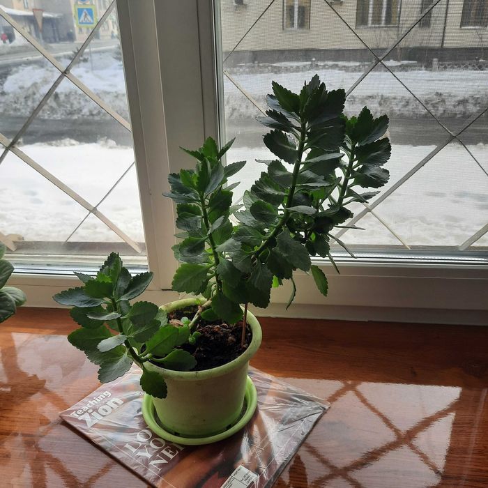 Домашние цветы Каланхолия