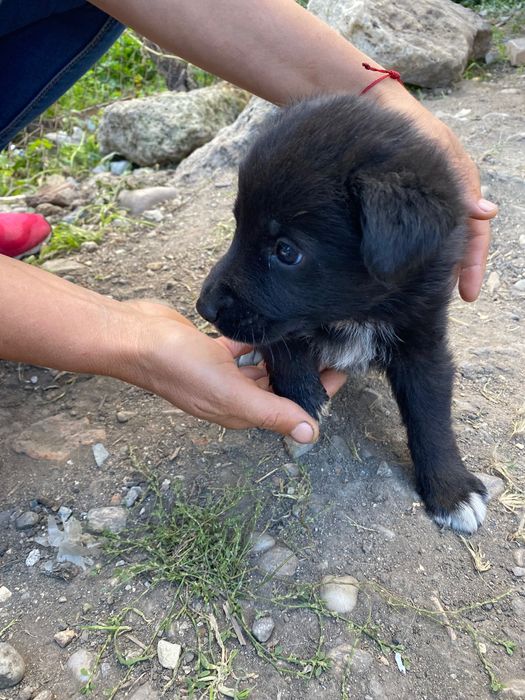 Donez cățelușă ciobănesc