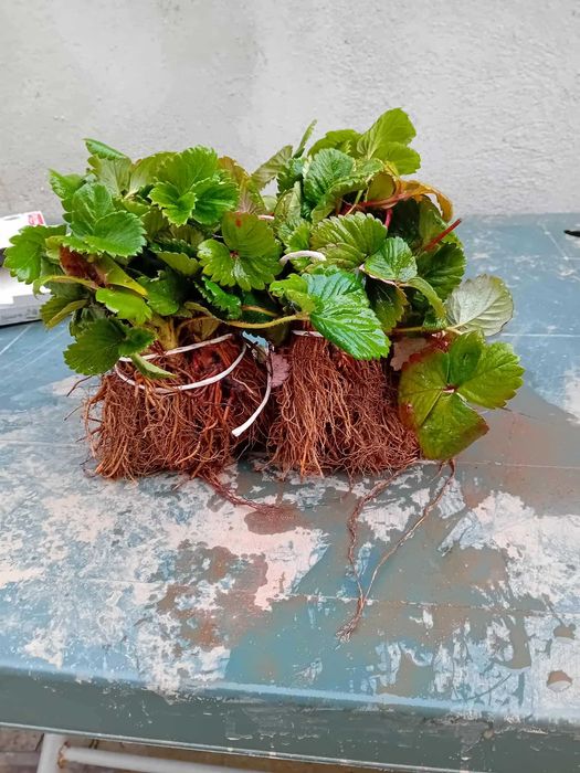 ВЕЛИКОЛЕПЕН Био Разсад Целогодишни Ягоди и Малини