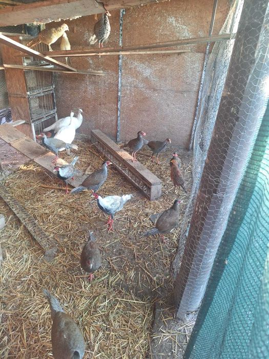 Turturele diamant răzătoare aripa de bronz Senegal