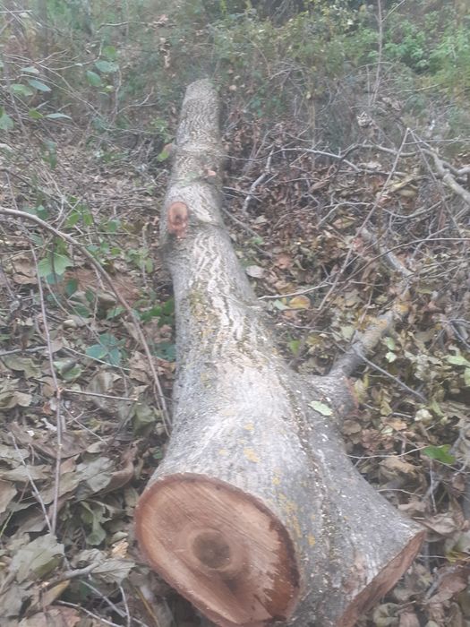 Vând lemn de nuc- trunchi de 6.9 metri.