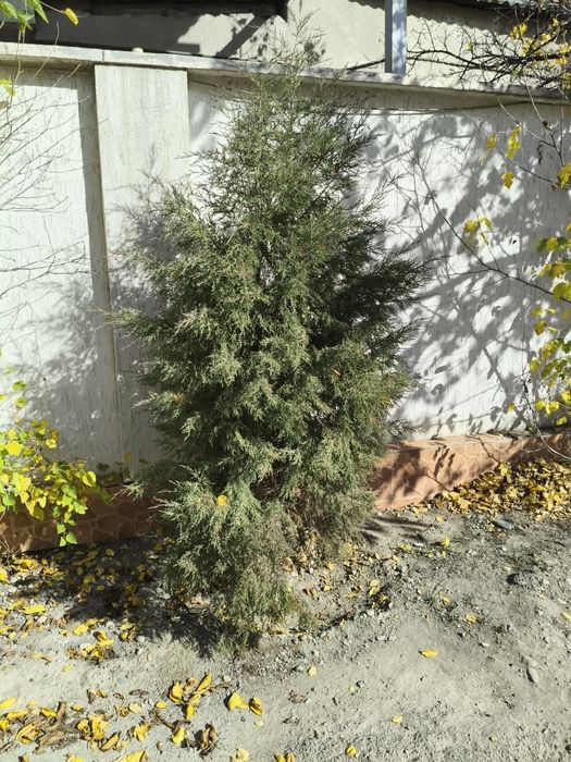 Туя. Можжевельник