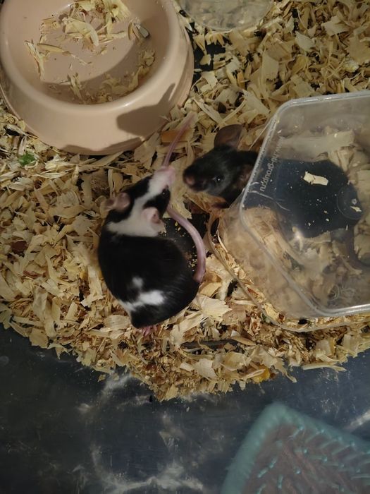 Отдам 2-х мышек девочек