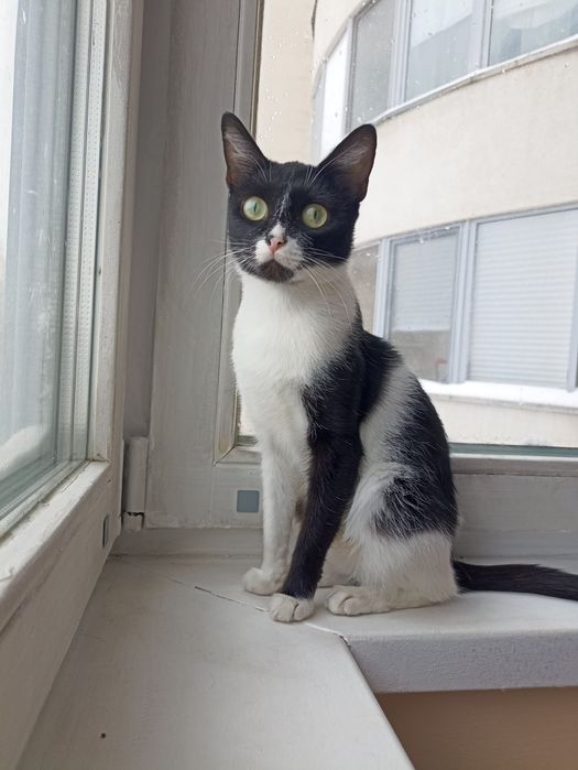 СРОЧНО Молодая Кошечка  в добрые ручки,