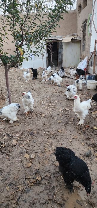 Brama tovuqlar va oddiylari sotiladi tovuqlar tuxumda narxlari har xil